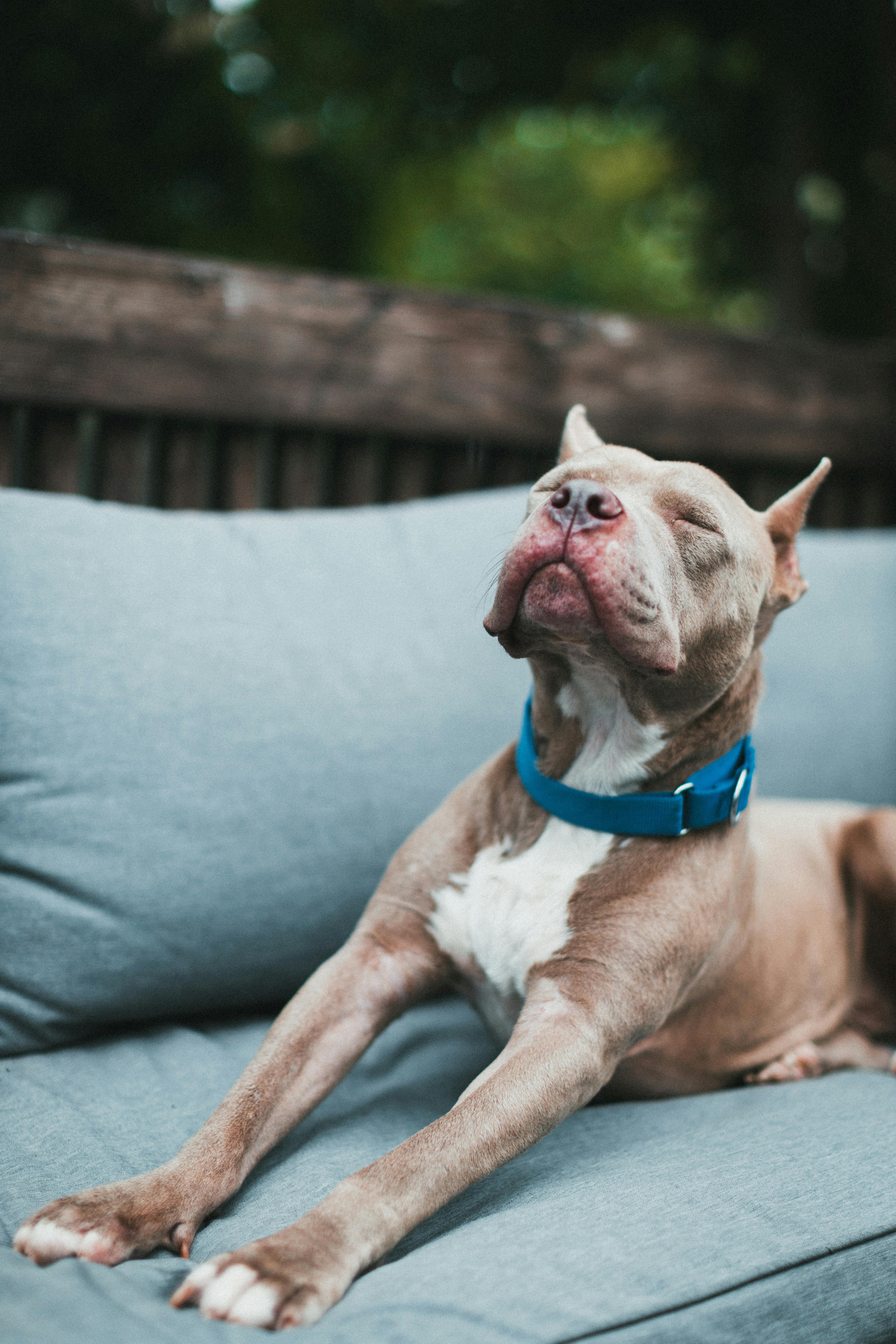 pit bull dog stretching on a sofa