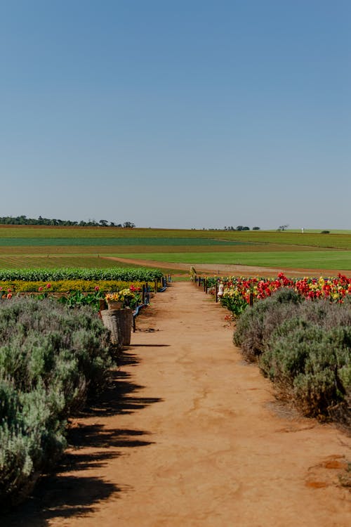 Imagine de stoc gratuită din agricultură, arbore, arenă