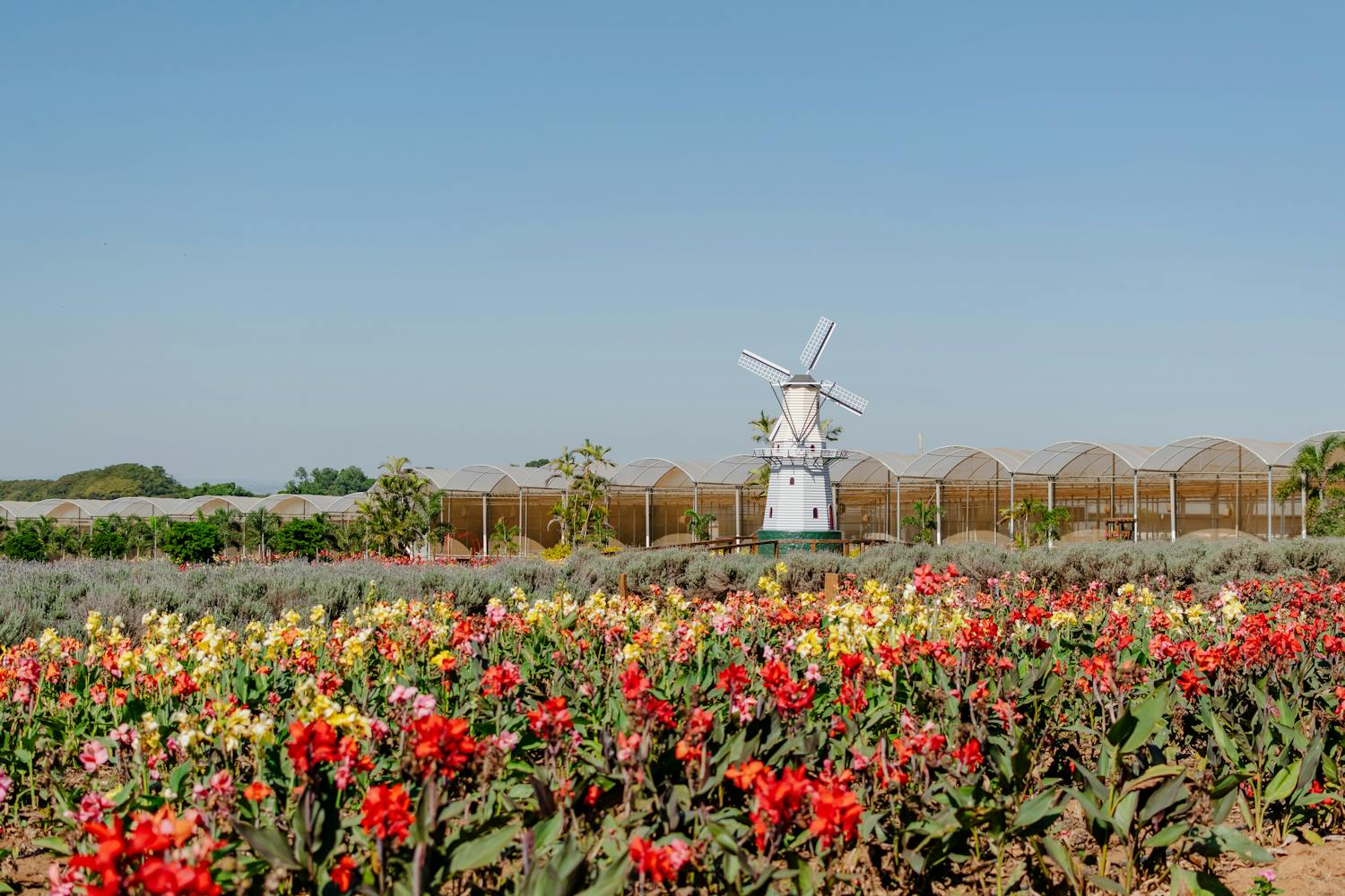 Colorful tulip field and charming windmill