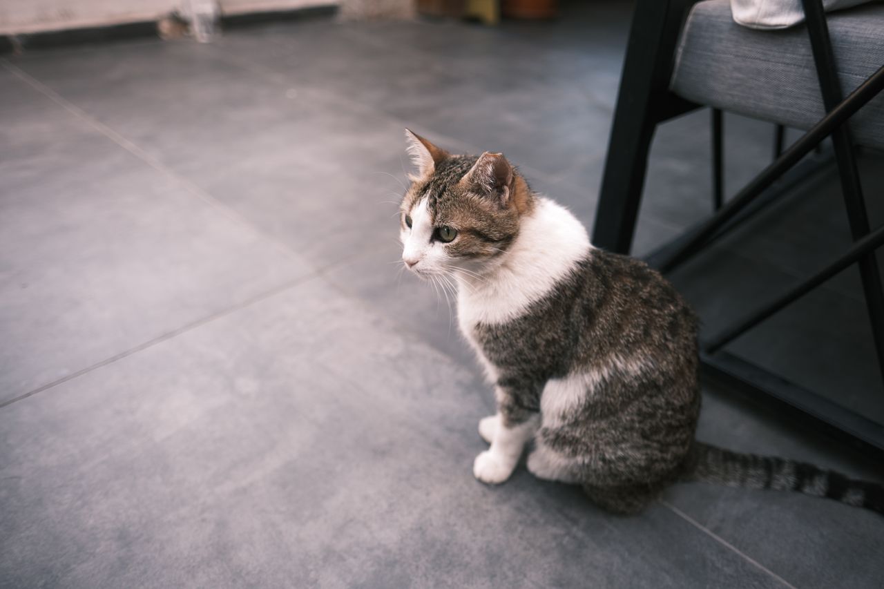 Isère : Une famille versaillaise passe ses vacances sur une aire d’autoroute pour retrouver sa chatte