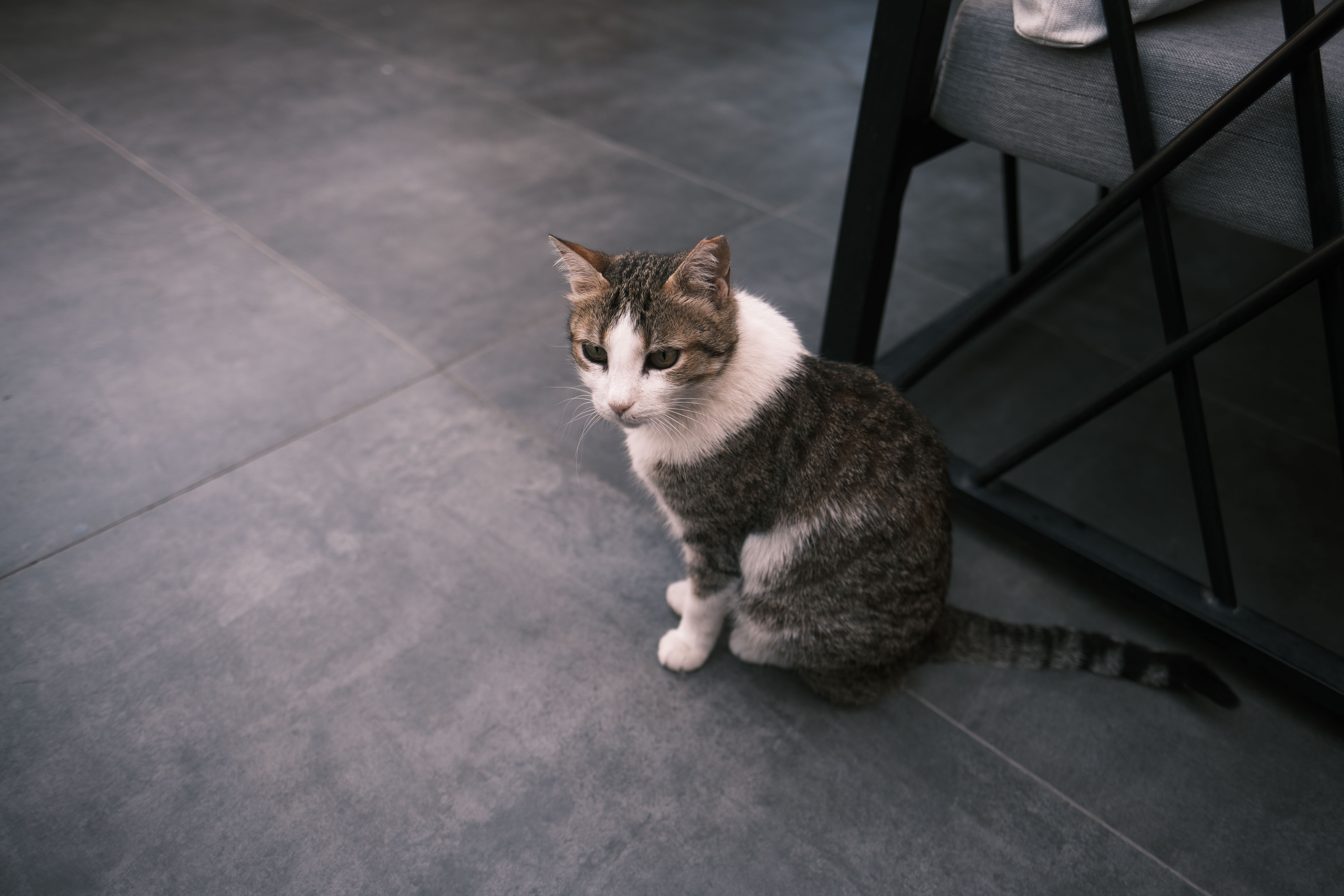 Tabby cat with white fur sitting indoors on a tiled floor, near dark furniture