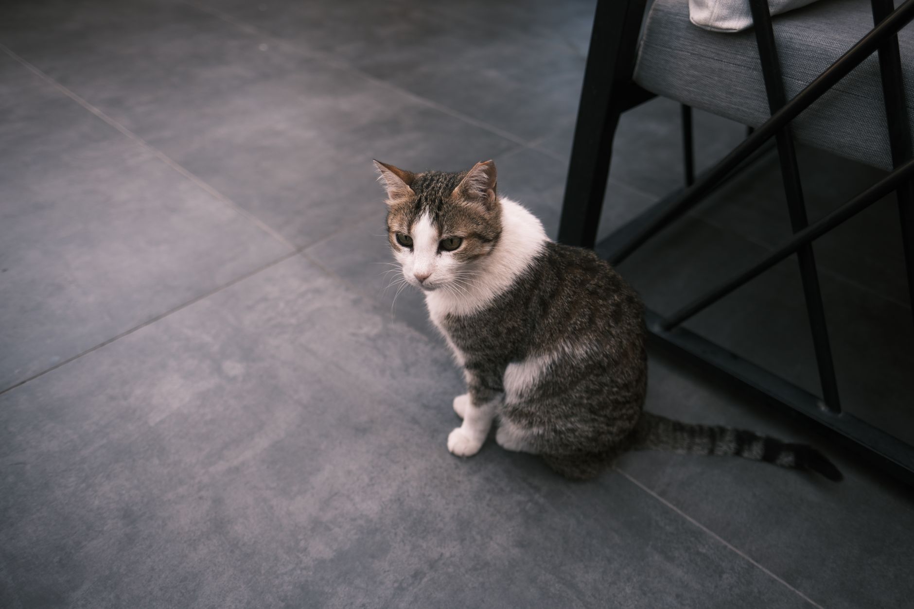 Tabby cat with white fur sitting indoors on a tiled floor, near dark furniture