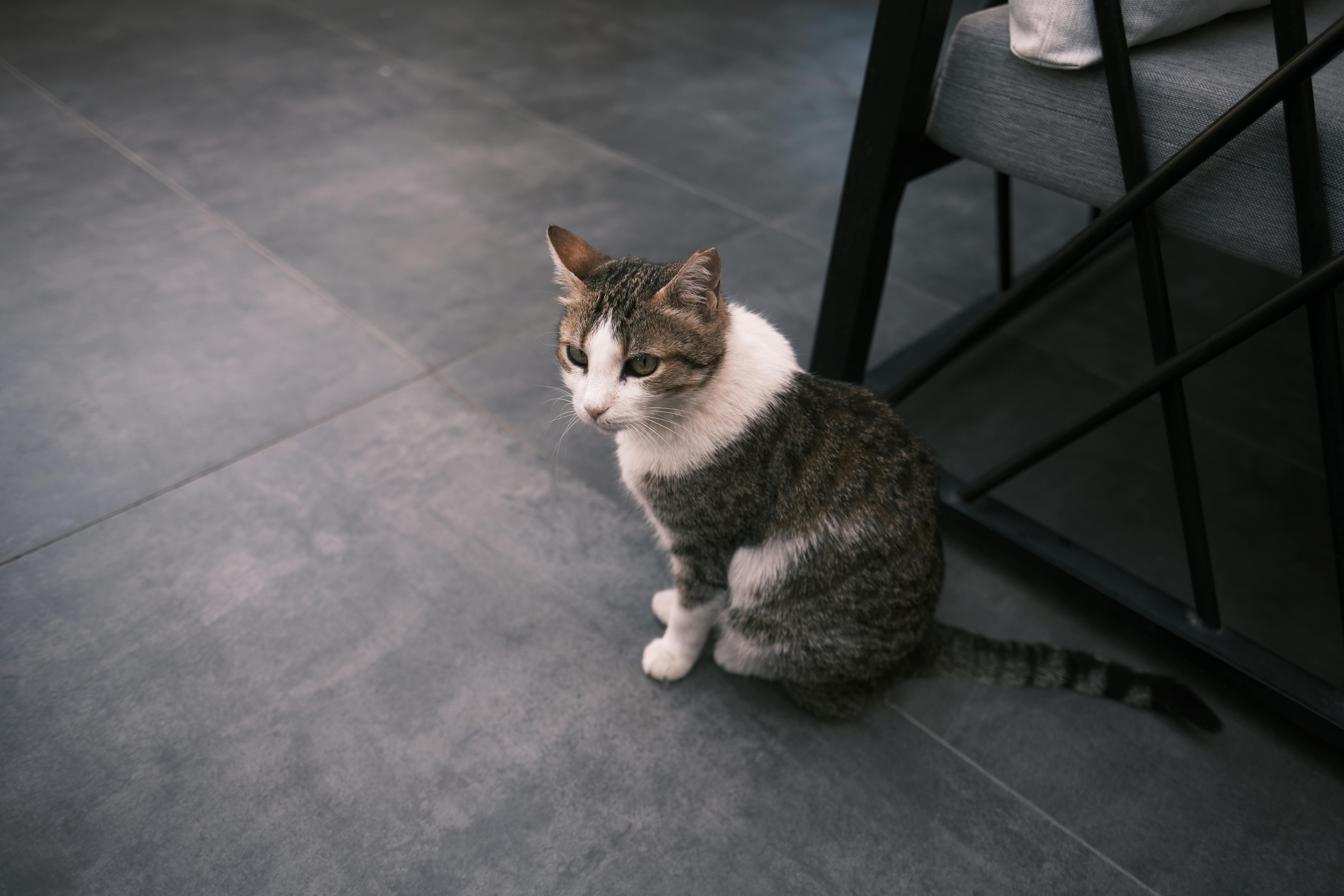 A tabby cat sitting on a tiled floor indoors next to furniture.