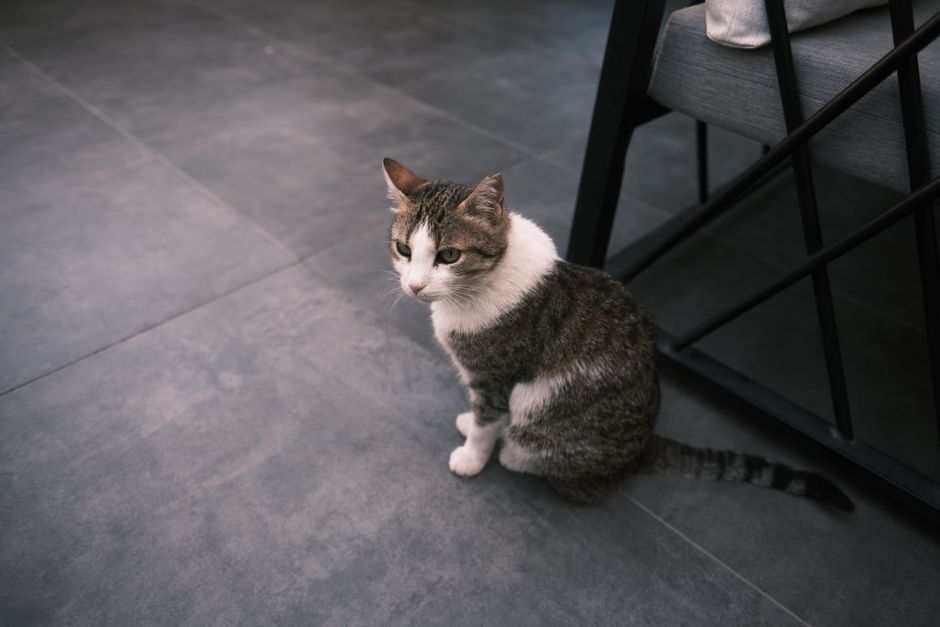 A tabby cat sitting on a tiled floor indoors next to furniture.