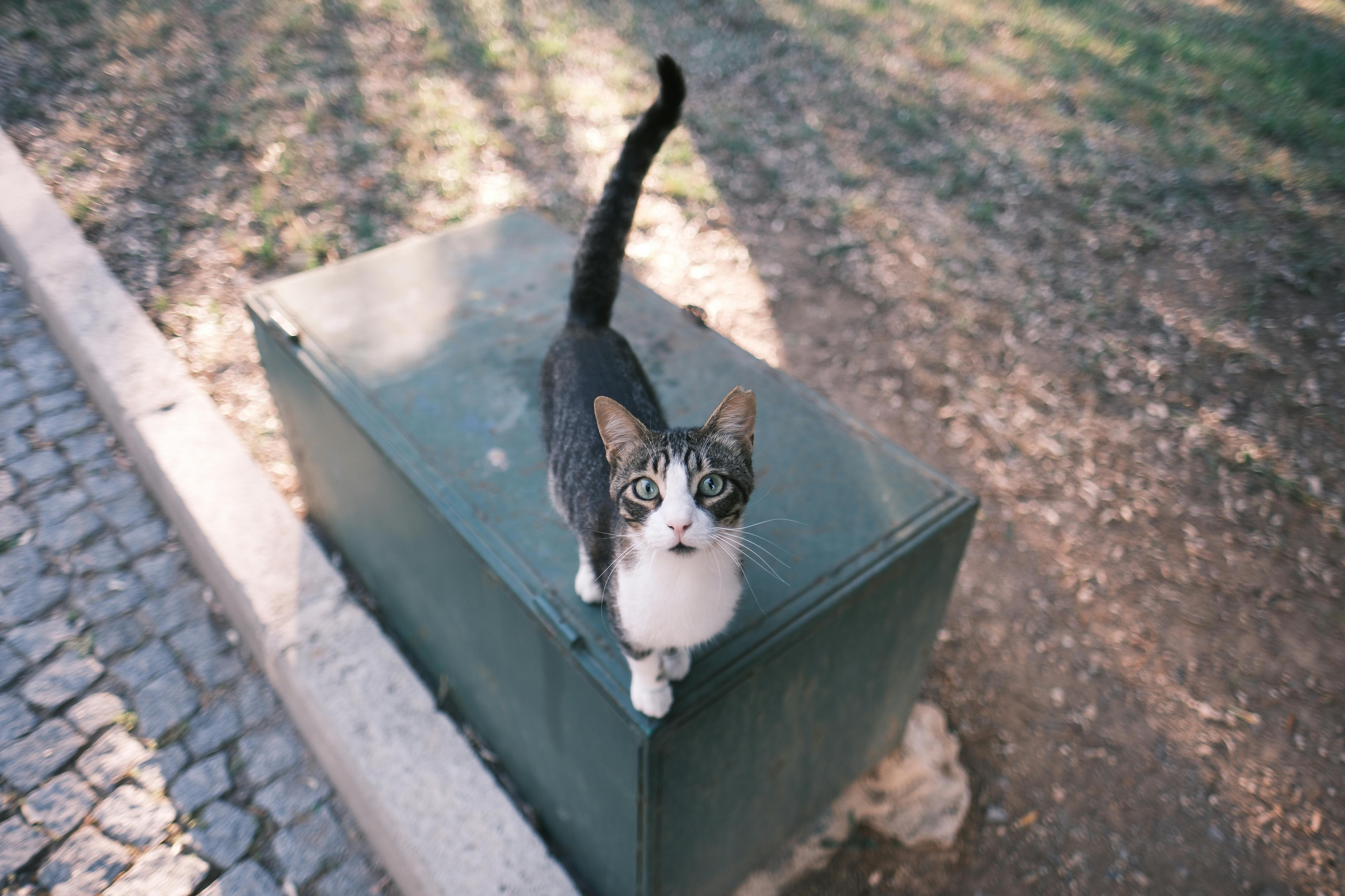 A Cat Standing on a Container by the Pavement