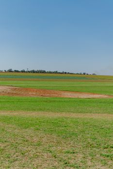 Vast green field landscape under a bright blue sky, capturing nature's tranquility.
