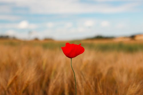 Fotos de stock gratuitas de amapola, cielo azul, escena rural