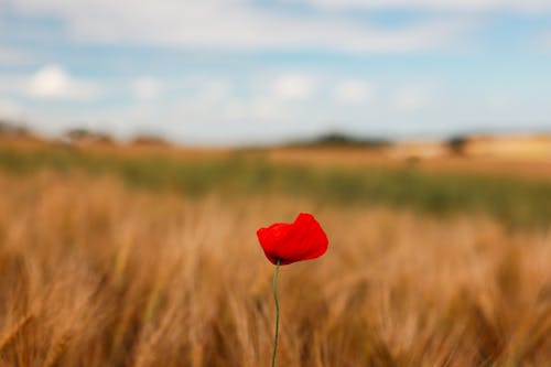 Fotos de stock gratuitas de amapola, cielo azul, escena rural