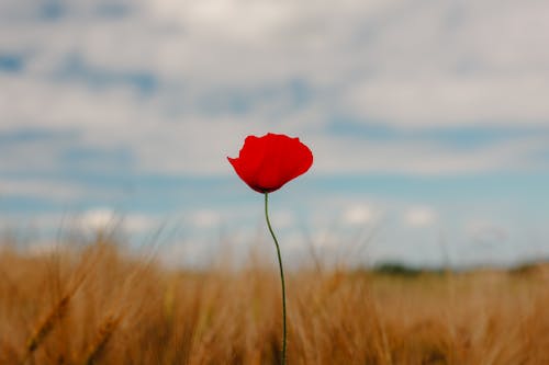 Fotos de stock gratuitas de amapola, cielo azul, escena rural