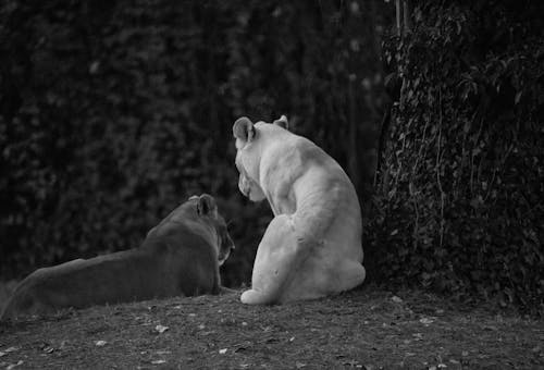 White lion