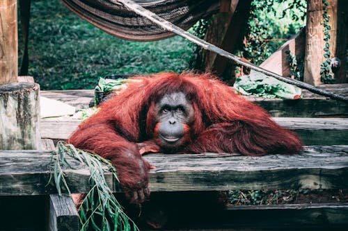 オランウータン