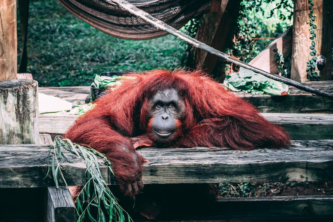 Free Orangutan Stock Photo