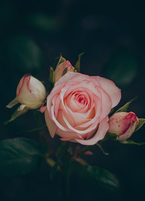 꽃봉오리, 꽃이 피는, 로맨스의 무료 스톡 사진