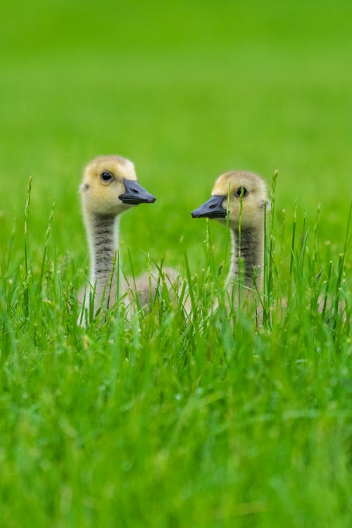 Δωρεάν στοκ φωτογραφιών με goslings, άγρια φύση, άγριος