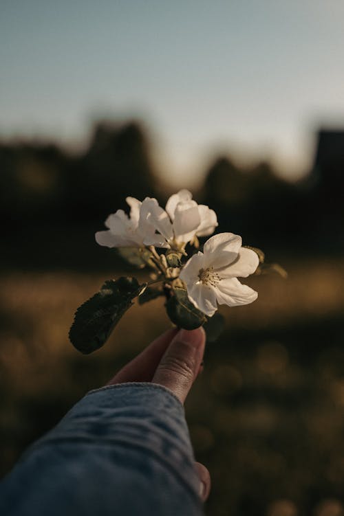 A person holding a flower in their hand