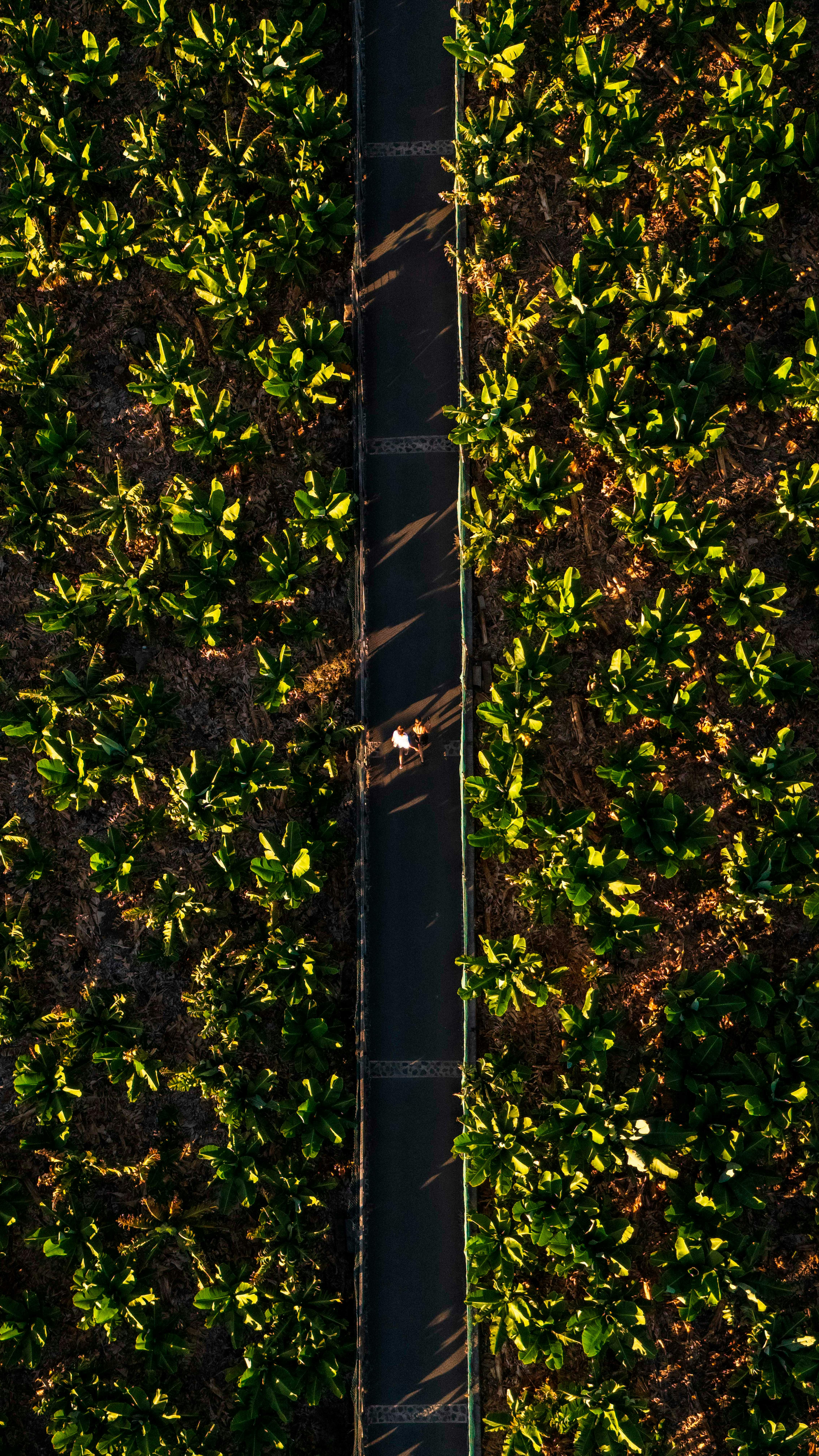 免費 下田, 加那利群島, 坎塔-科魯斯-德-泰涅裡什 的 免費圖庫相片 圖庫相片