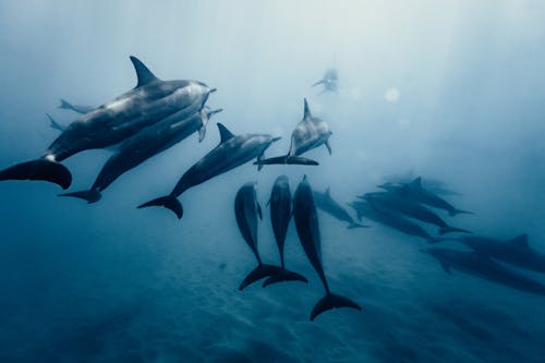 Darmowe zdjęcie z galerii z delfiny, fotografia przyrodnicza, fotografia zwierzęcia