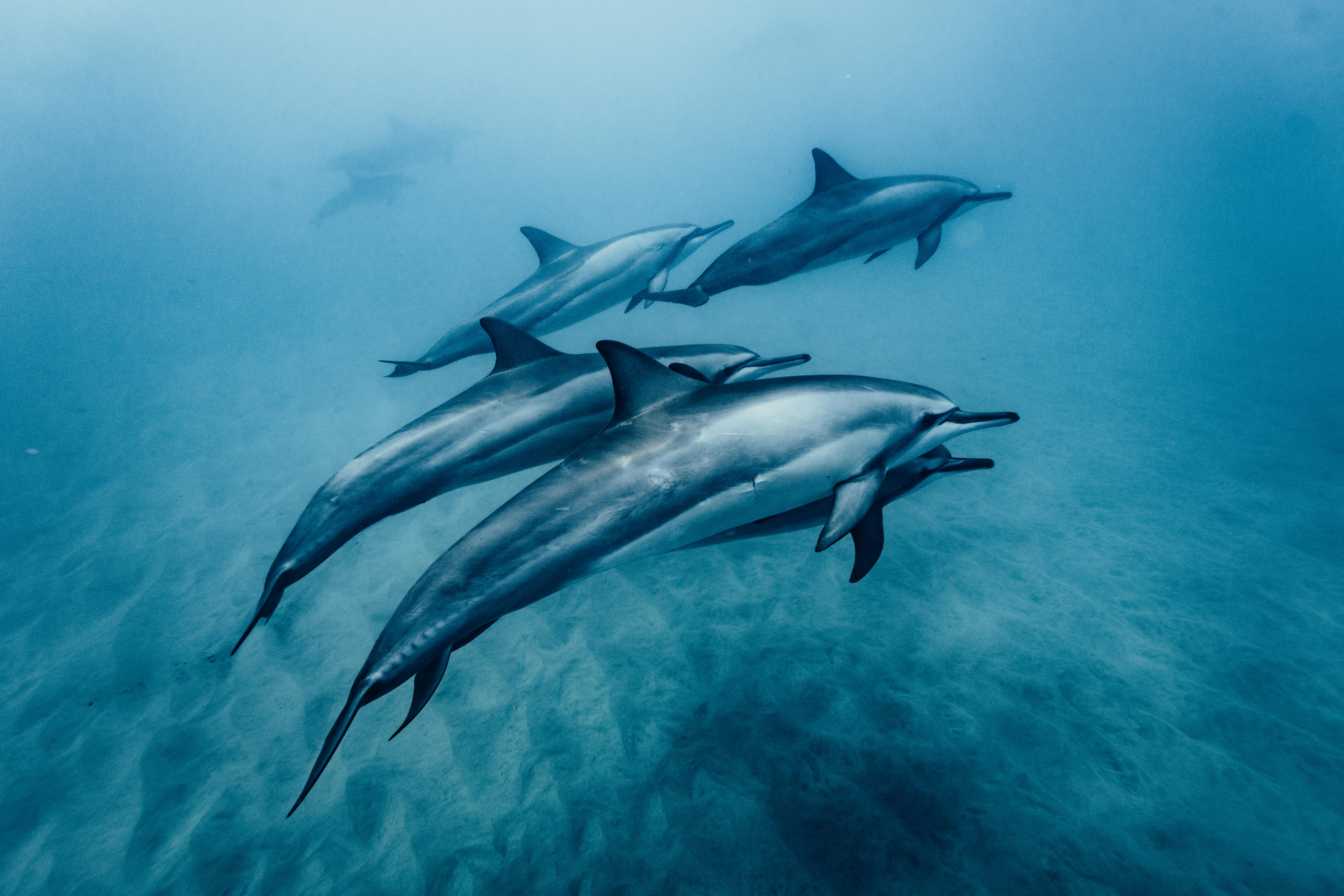 A captivating underwater shot of dolphins swimming together in the ocean, showcasing their graceful movements.