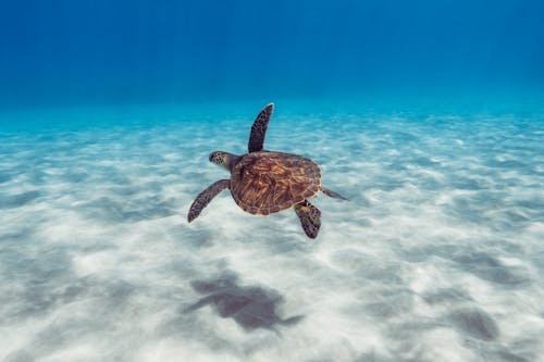 Deniz kaplumbağası, deniz yaşamı, doğa içeren Ücretsiz stok fotoğraf