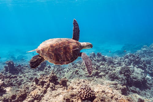 Imagine de stoc gratuită din broască țestoasă, coral, fotografie cu animale sălbatice