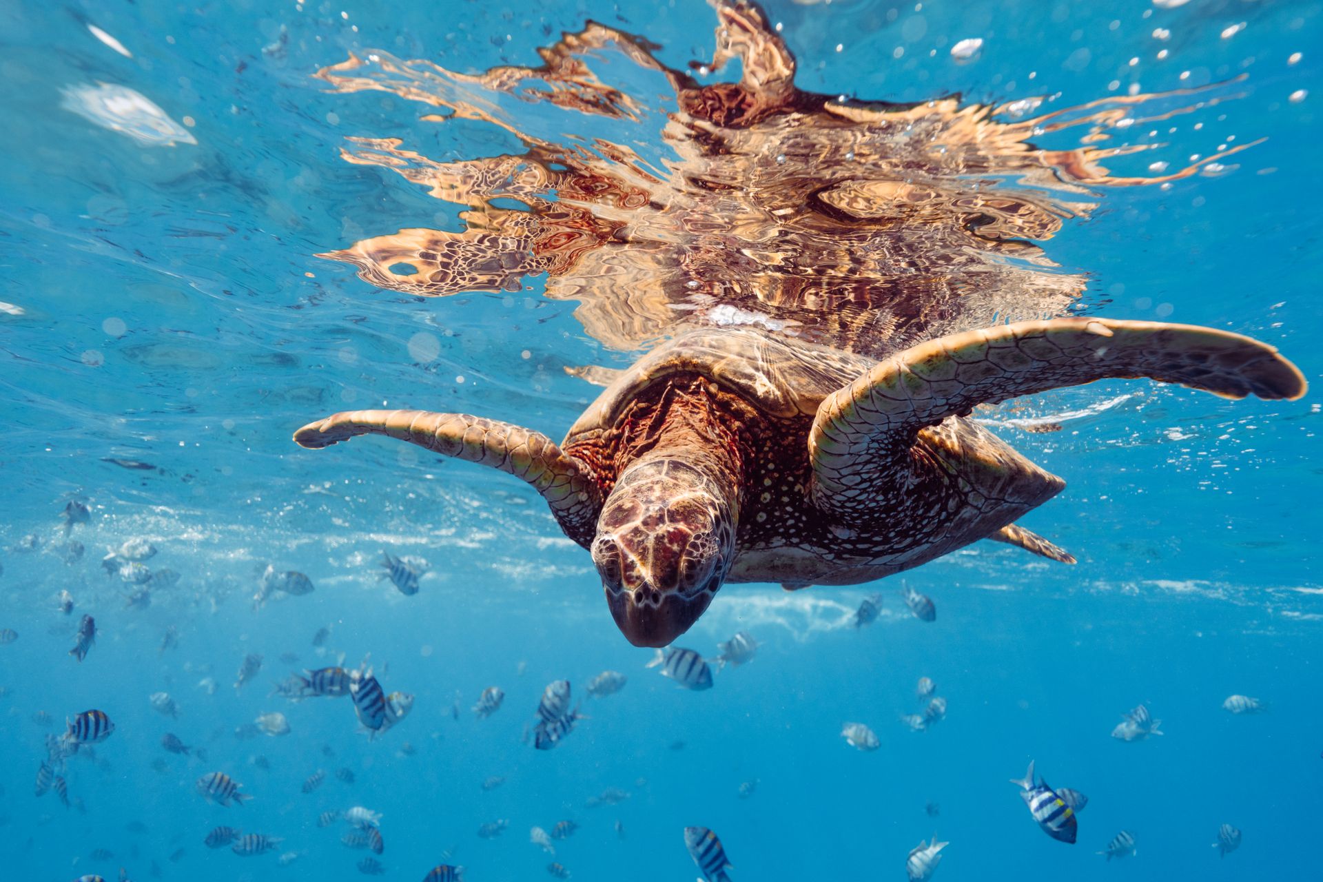 Sea Turtle and Fish in Sea