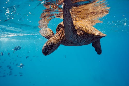 ウミガメ, 動物の写真, 水中の無料の写真素材