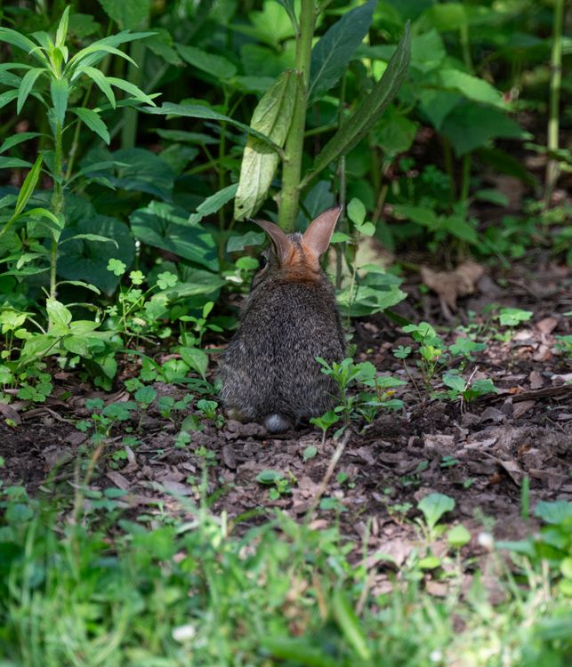 Back View of Rabbit · Free Stock Photo