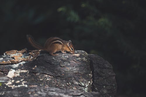 Foto profissional grátis de esquilo, fechar-se, foco seletivo