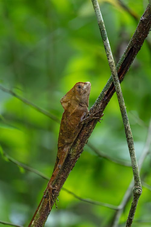 Photos gratuites de arrière-plan vert, branche, iguane à casque lisse