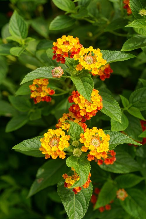 Free Close-up of vibrant lantana flowers showcasing stunning colors in a lush garden setting. Stock Photo
