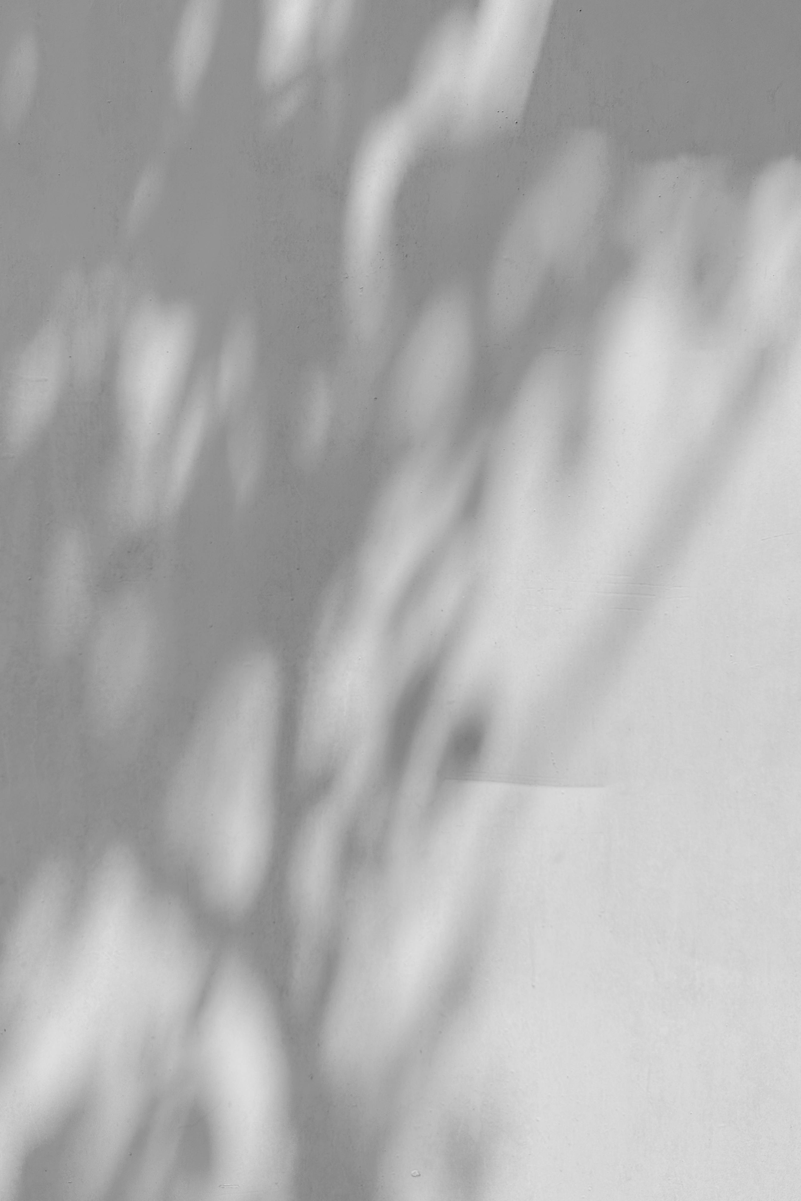 Kostenlos Baumschatten An Einer Wand Stock-Foto