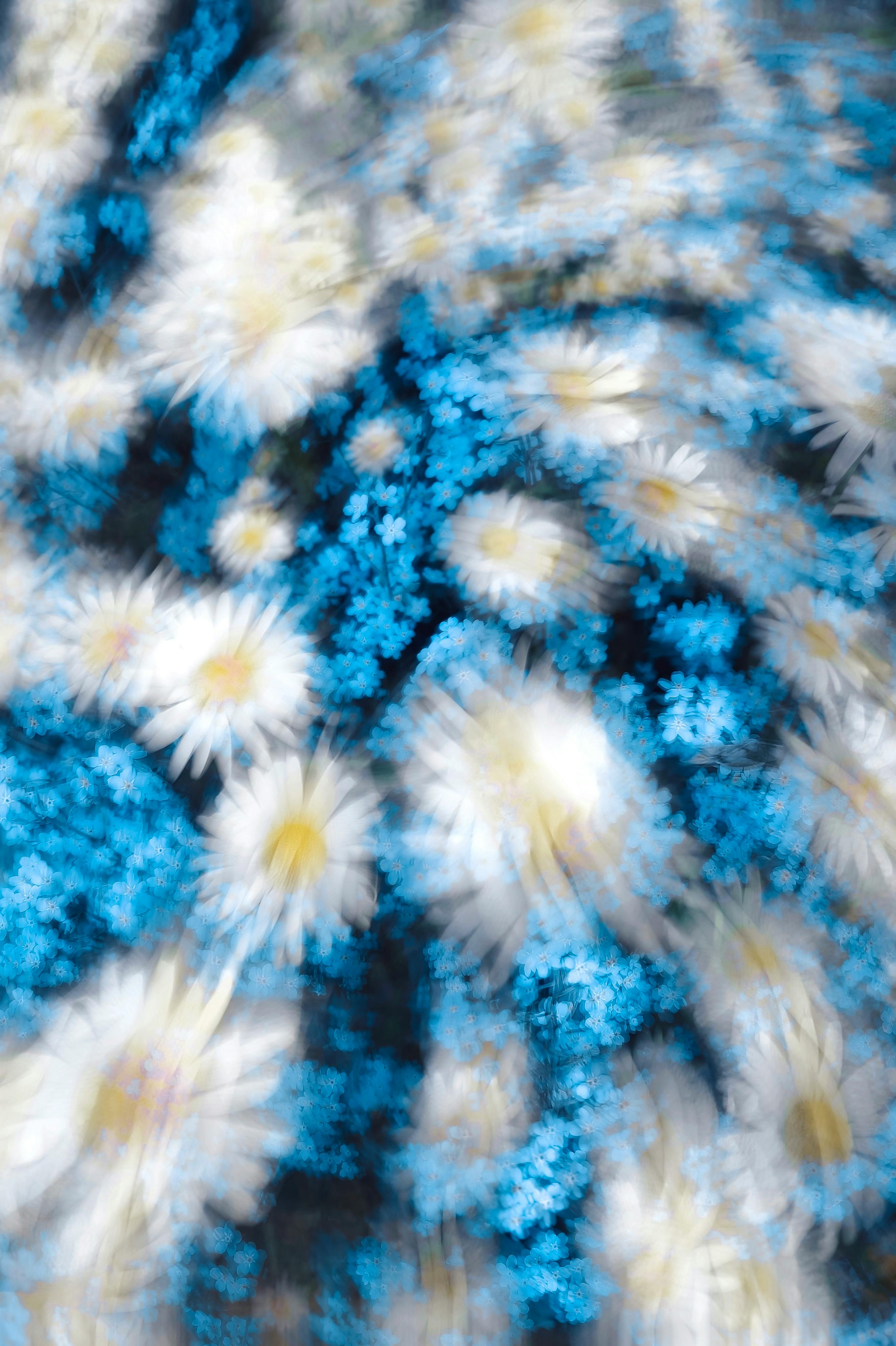 Artistic blurred image of white daisies with blue flowers, creating a dreamy, swirling effect.