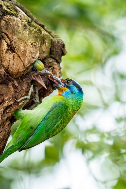 Free Vibrant barbet bird feeding chick in a tree, showcasing wildlife behavior. Stock Photo