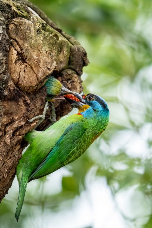 Free An exotic green barbet feeds on a tree, showcasing vibrant feathers and tropical allure. Stock Photo
