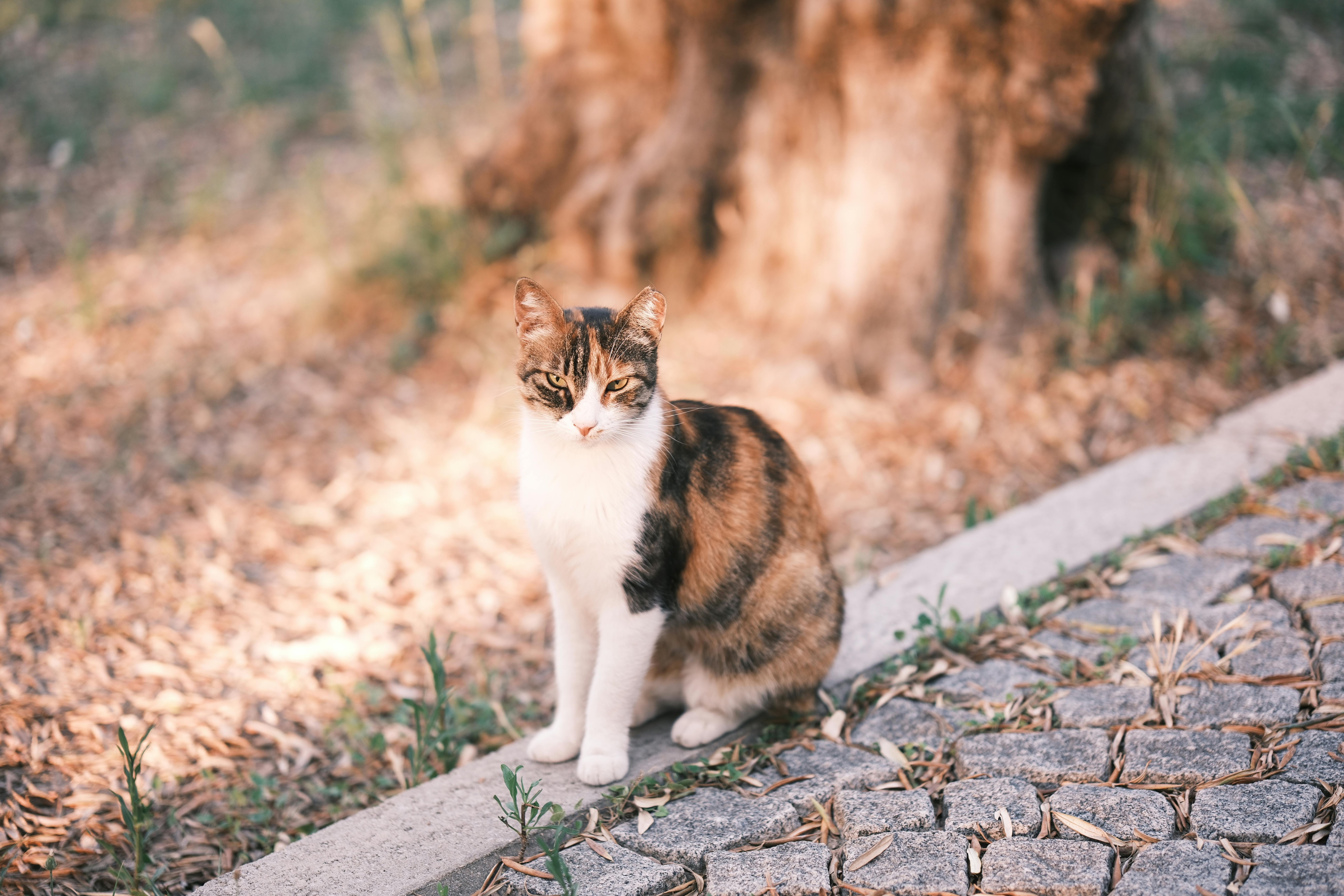 cat sitting on pavement
