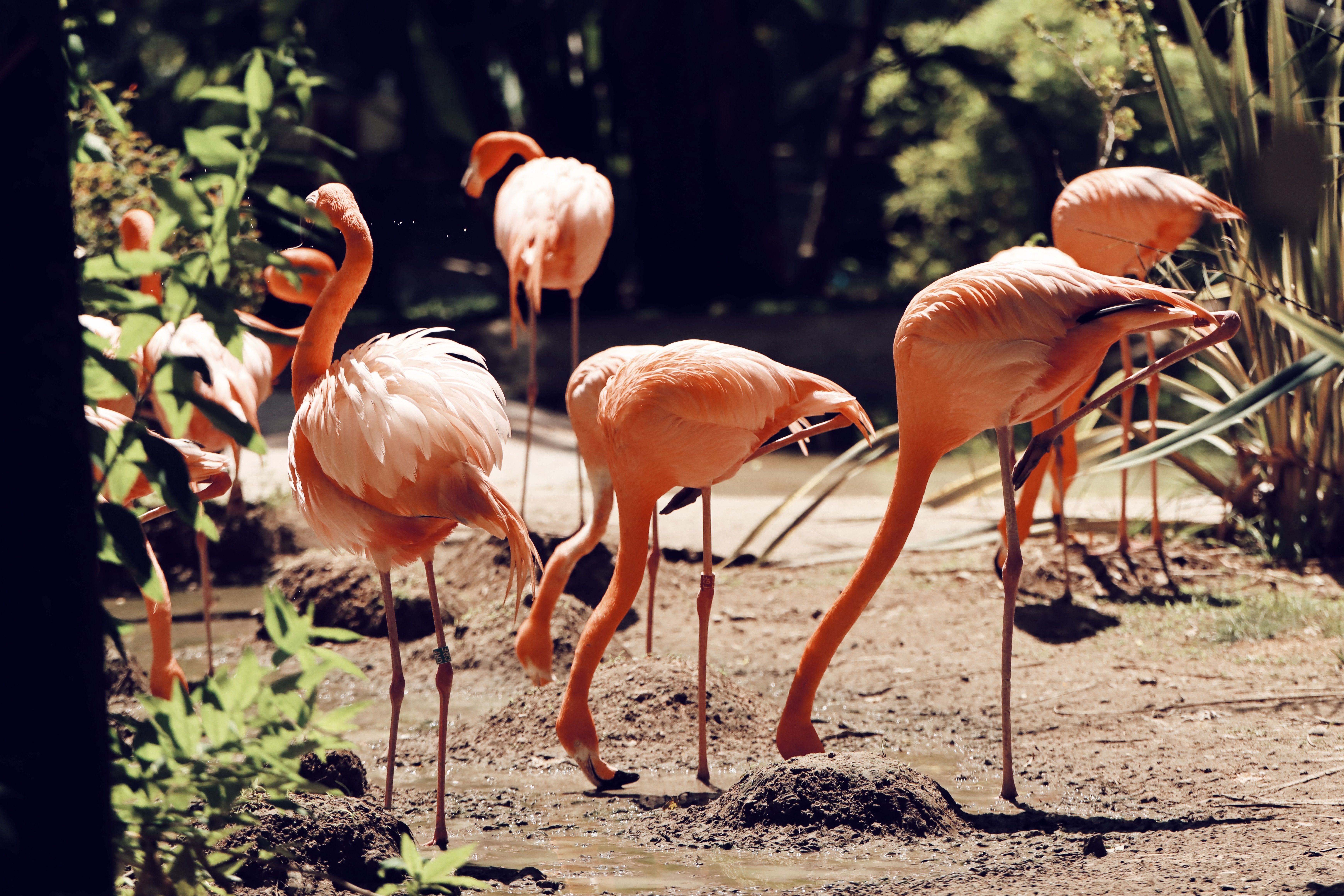Early Bird Walks in the Bush