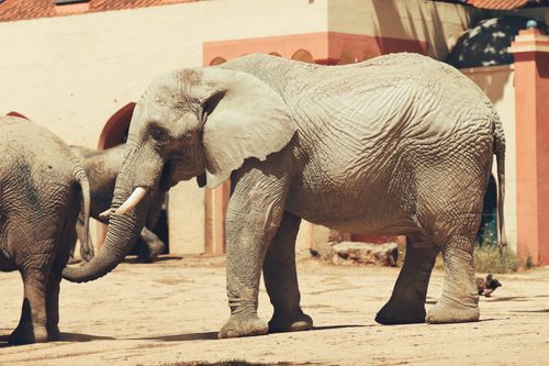 Free Adult African elephant stands outdoors at Lisbon Zoo, showcasing majestic features. Stock Photo