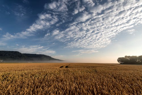 Foto stok gratis agrikultura, awan bengkak, bidang