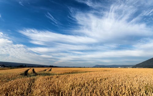 Foto stok gratis agrikultura, awan bengkak, bidang