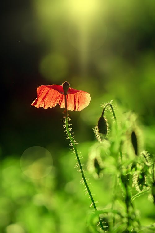 Gratis lagerfoto af blad, blomst, Botanisk