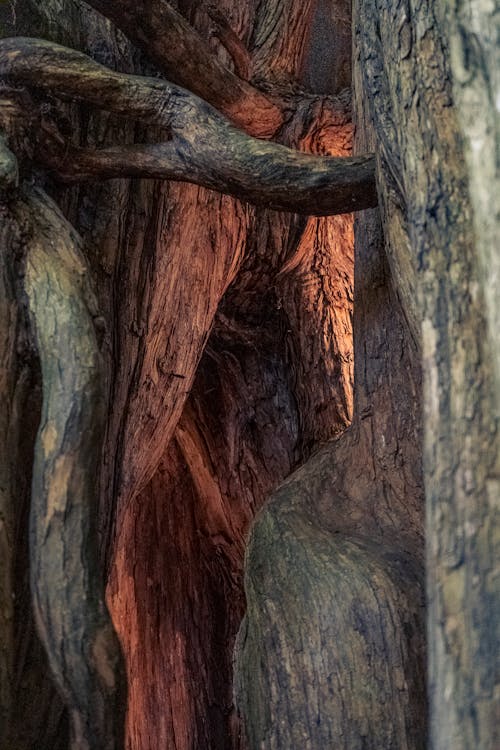 Ilmainen kuvapankkikuva tunnisteilla oksat, punainen puu, puu