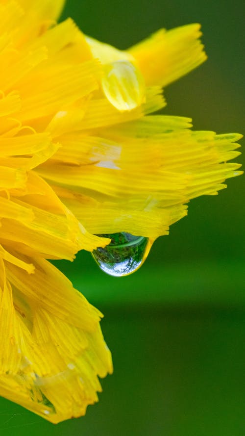 노란색 꽃, 물방울의 무료 스톡 사진