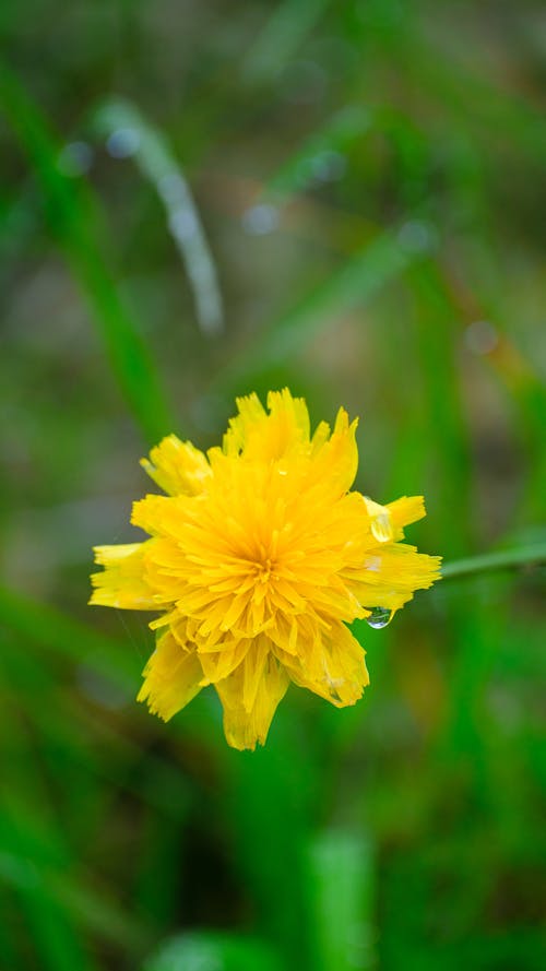 Kostenloses Stock Foto zu blume, blüten, gelbe blumen