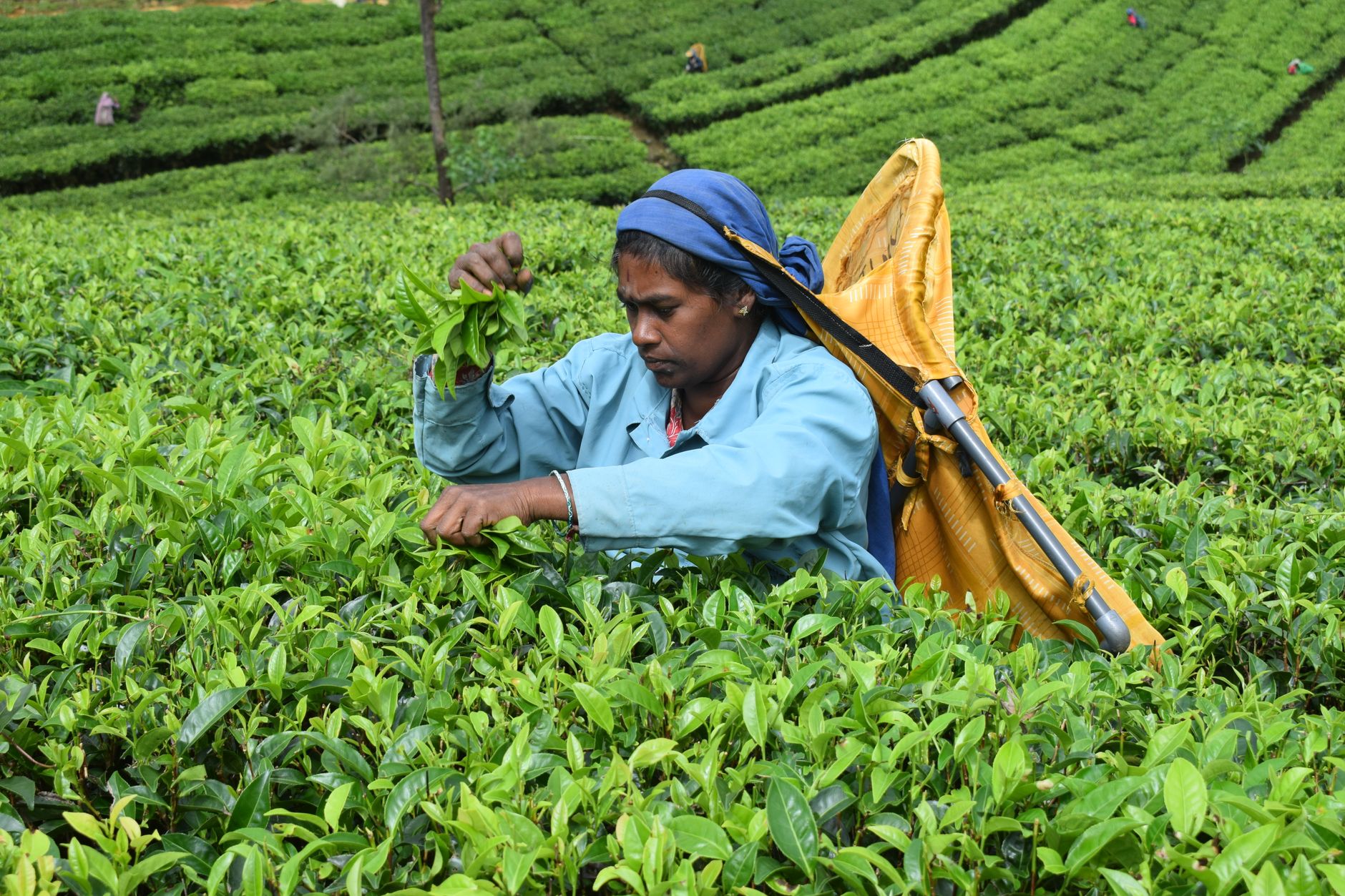 Sri Lanka Tea Tour: Best Estates, Costs & Itineraries