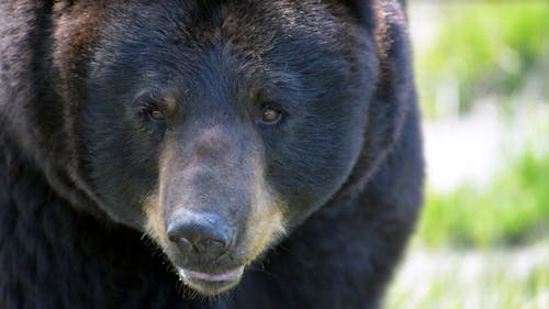 Foto stok gratis bahaya, beruang grizzly, binatang