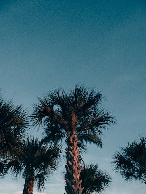 Green Palm Trees Under Blue Sky