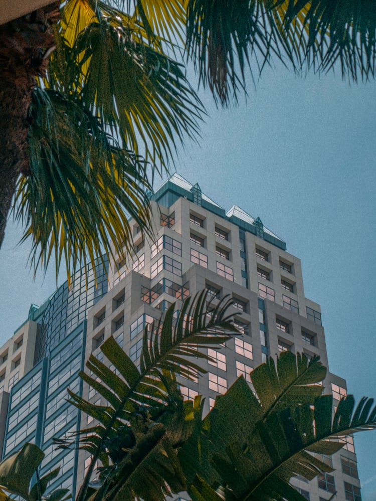 Palm Tree Near A Concrete Building 