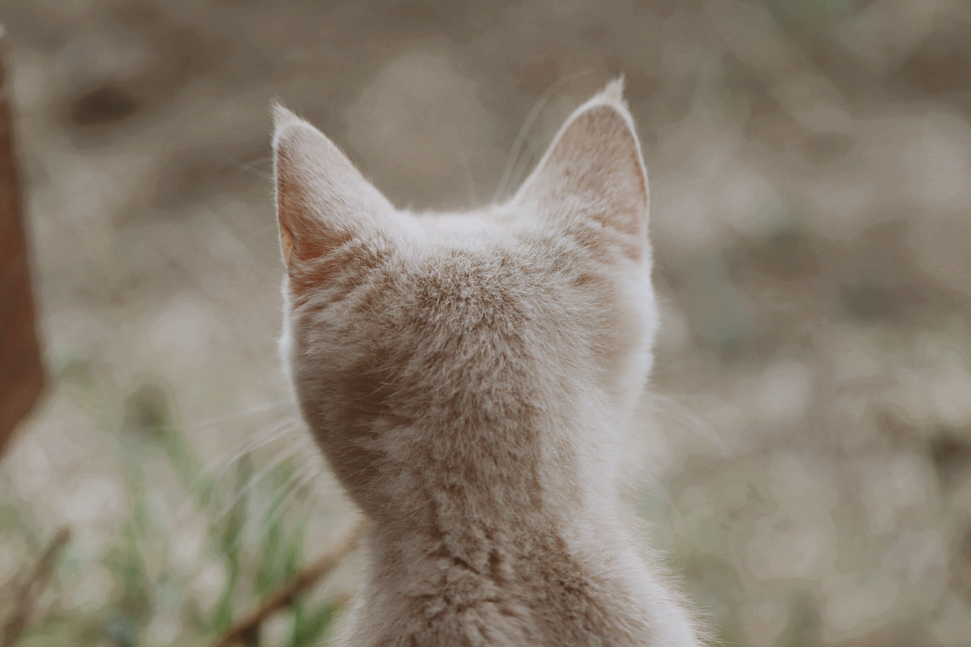 Portrait of a cat at a veterinary clinic