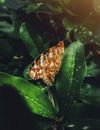 Brown and White Butterfly Close-up Photography