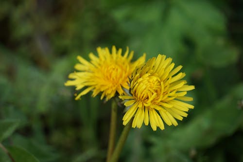 épanouie, floraison, lion's齿 的 免费素材图片